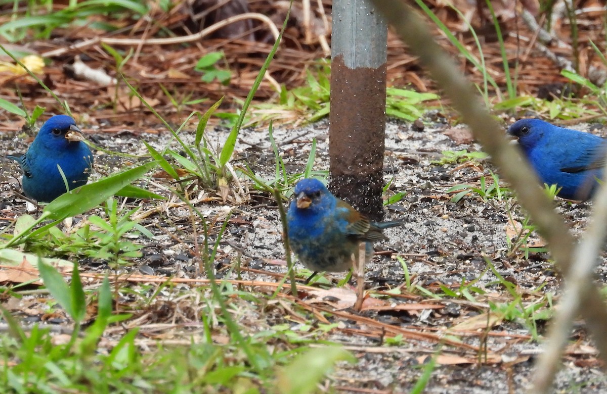 Indigo Bunting - ML655388162