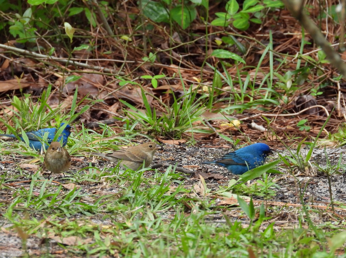 Indigo Bunting - ML655388165