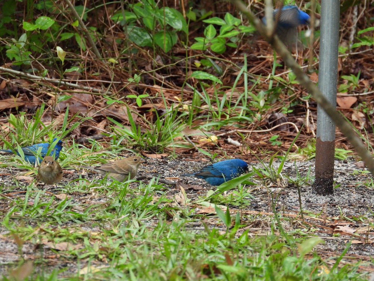 Indigo Bunting - ML655388166