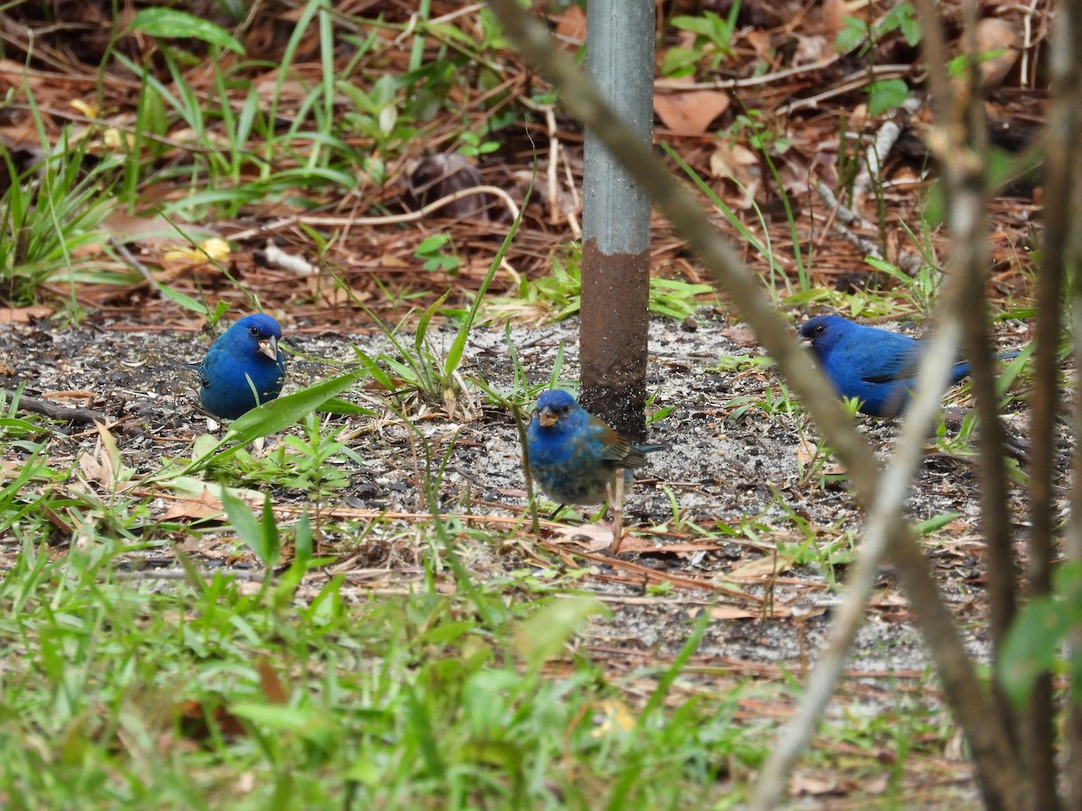 Indigo Bunting - ML655388168