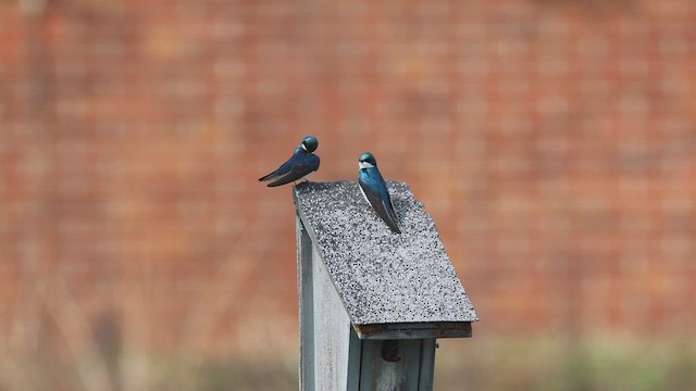 Tree Swallow - ML655388214