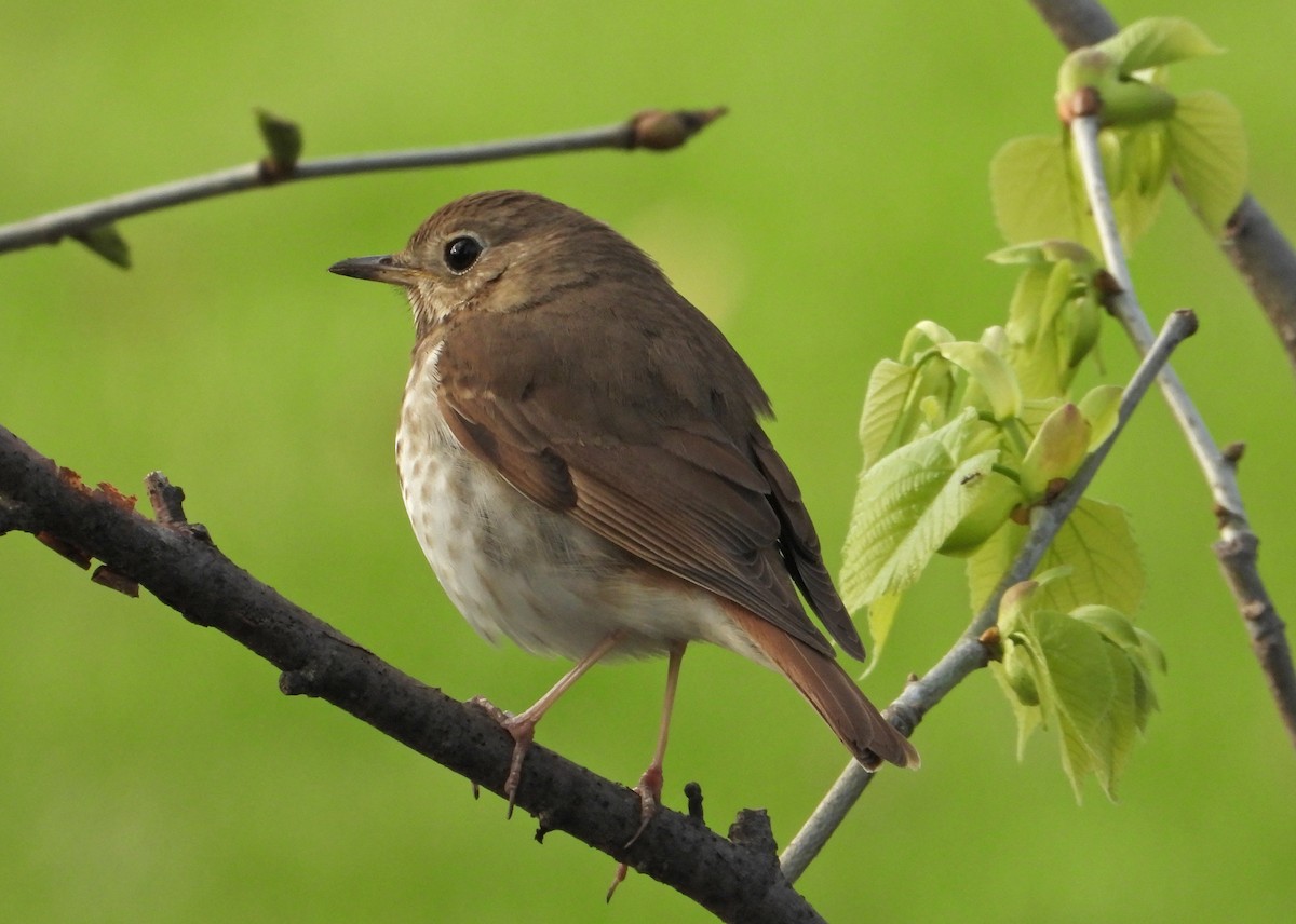 Hermit Thrush - ML655388915
