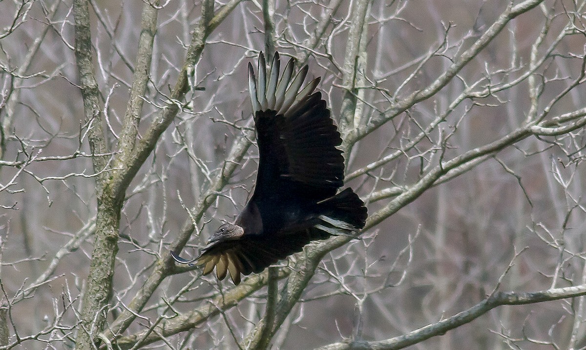 Black Vulture - Nick Pulcinella