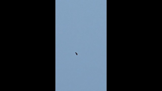 Crested Serpent-Eagle - ML655389849
