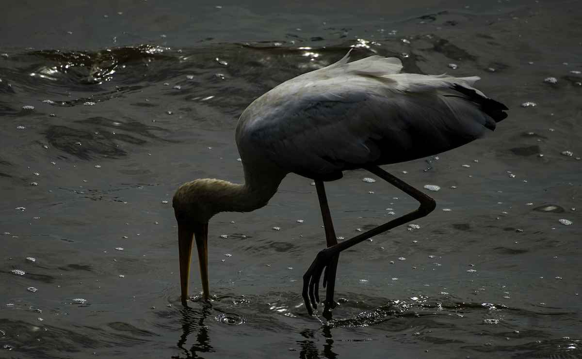 Milky/Painted Stork - ML655390147