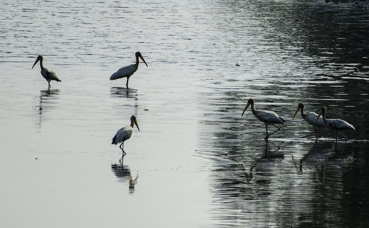 Milky/Painted Stork - ML655390154