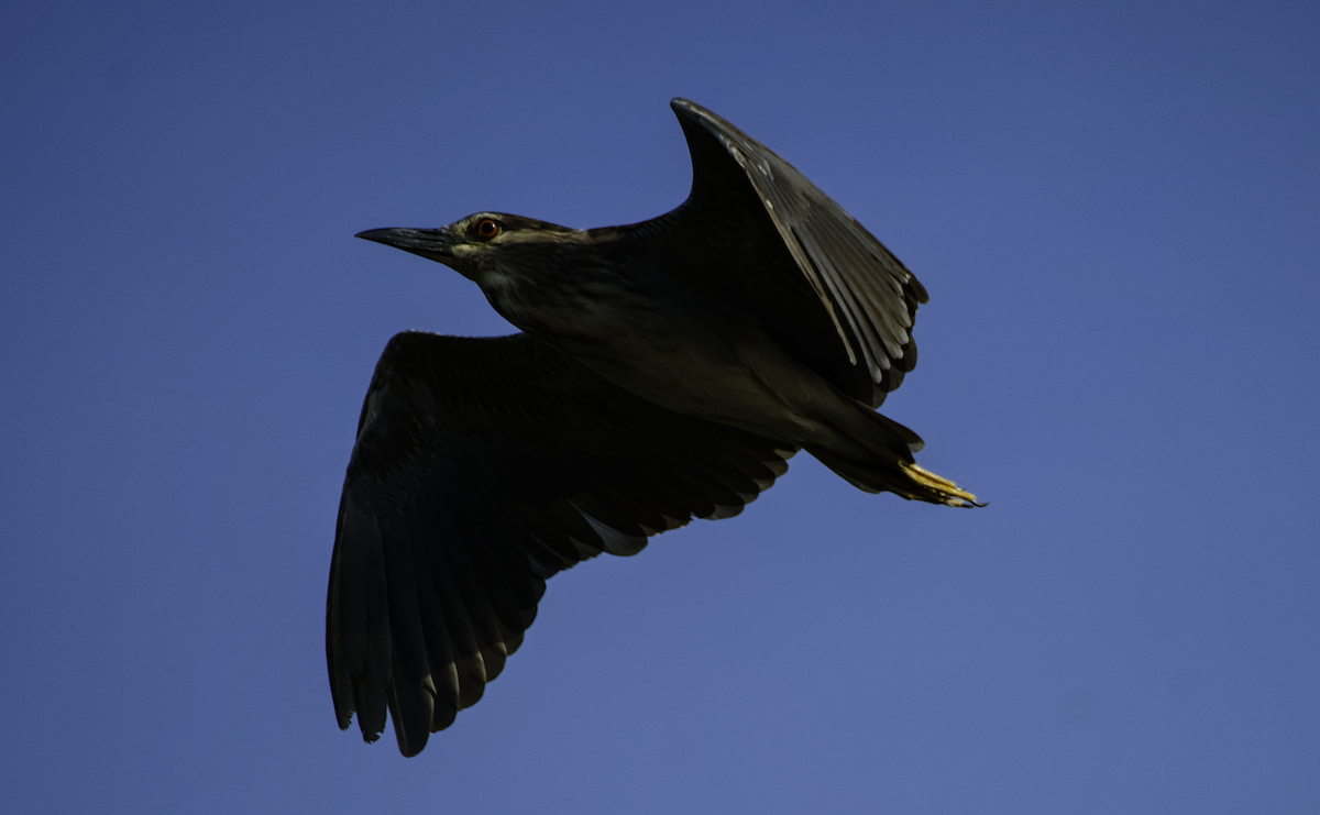 Black-crowned Night Heron - ML655390156