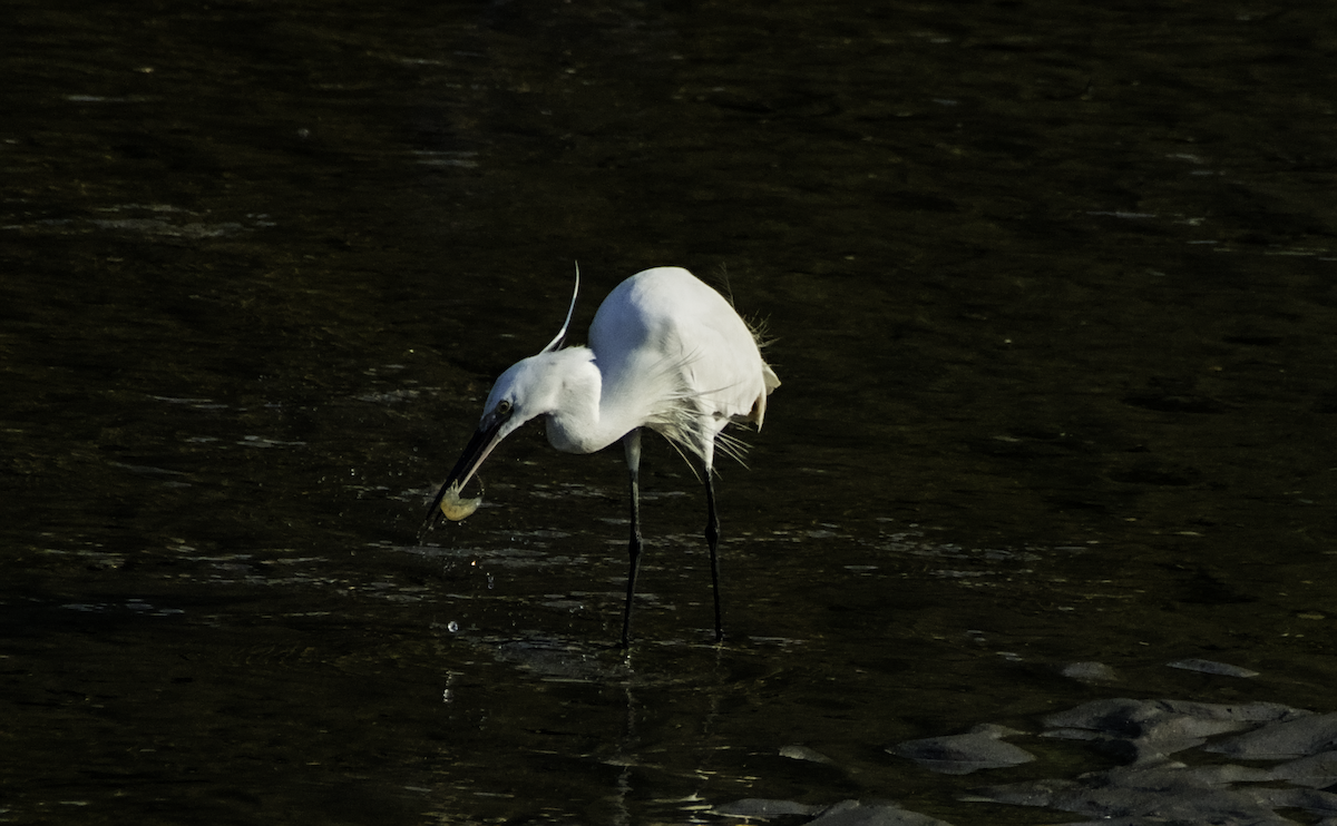 Little Egret - ML655390175