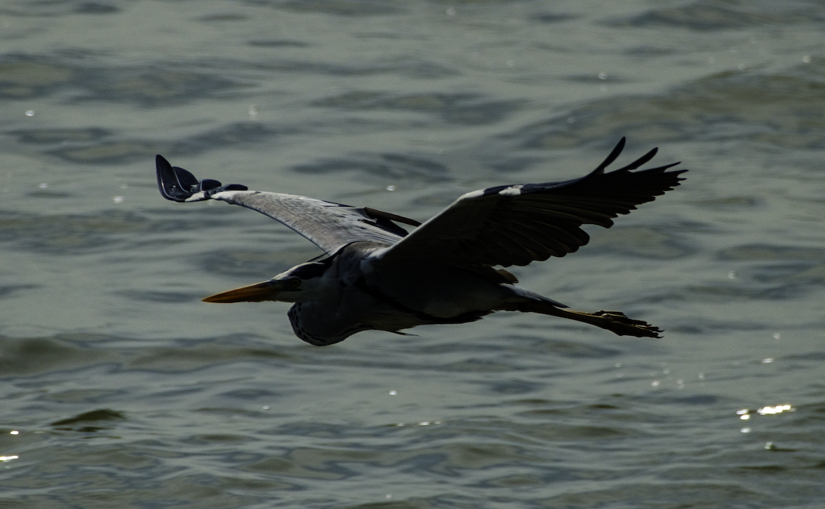 Gray Heron - ML655390217