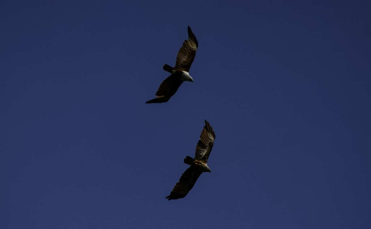 Brahminy Kite - ML655390220