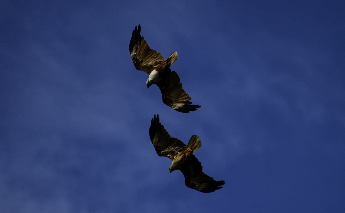 Brahminy Kite - ML655390221