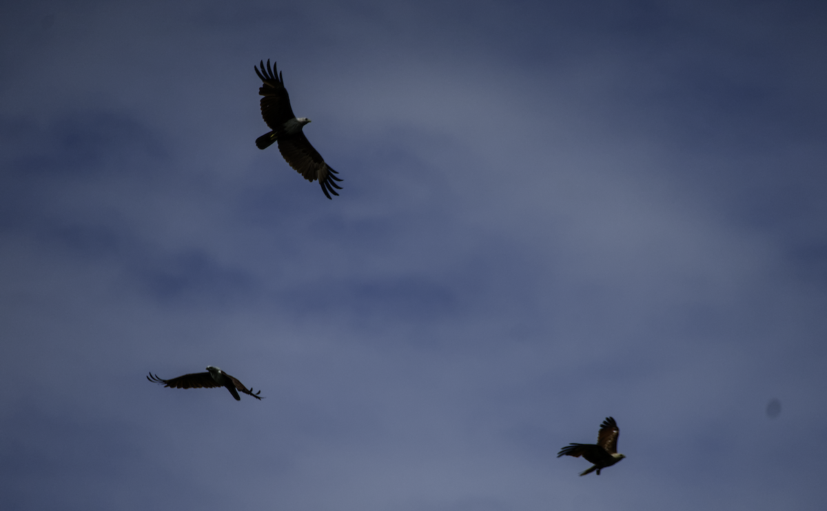 Brahminy Kite - ML655390222