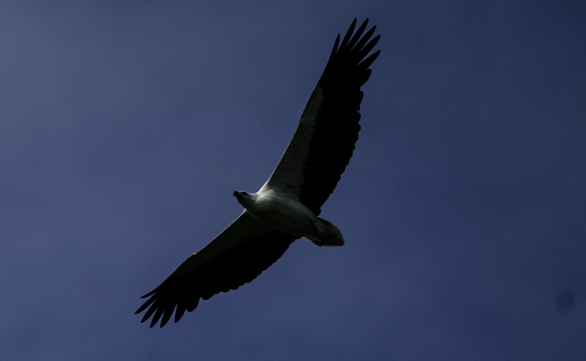 White-bellied Sea-Eagle - ML655390247