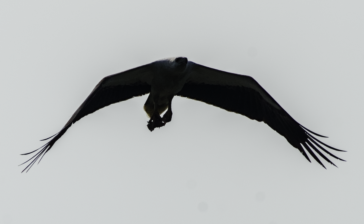 White-bellied Sea-Eagle - ML655390248