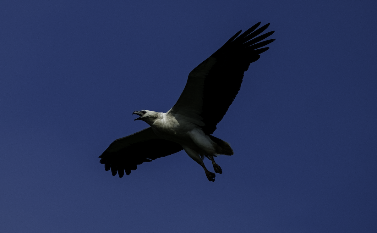 White-bellied Sea-Eagle - ML655390249