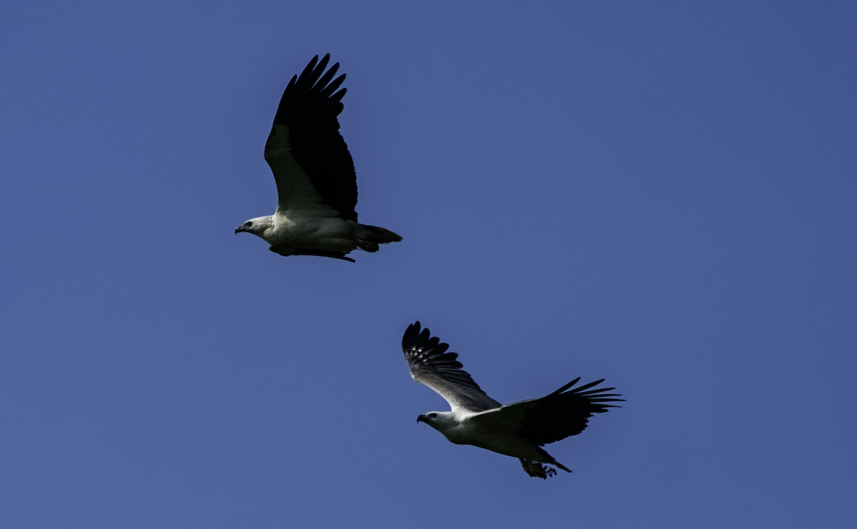 White-bellied Sea-Eagle - ML655390250