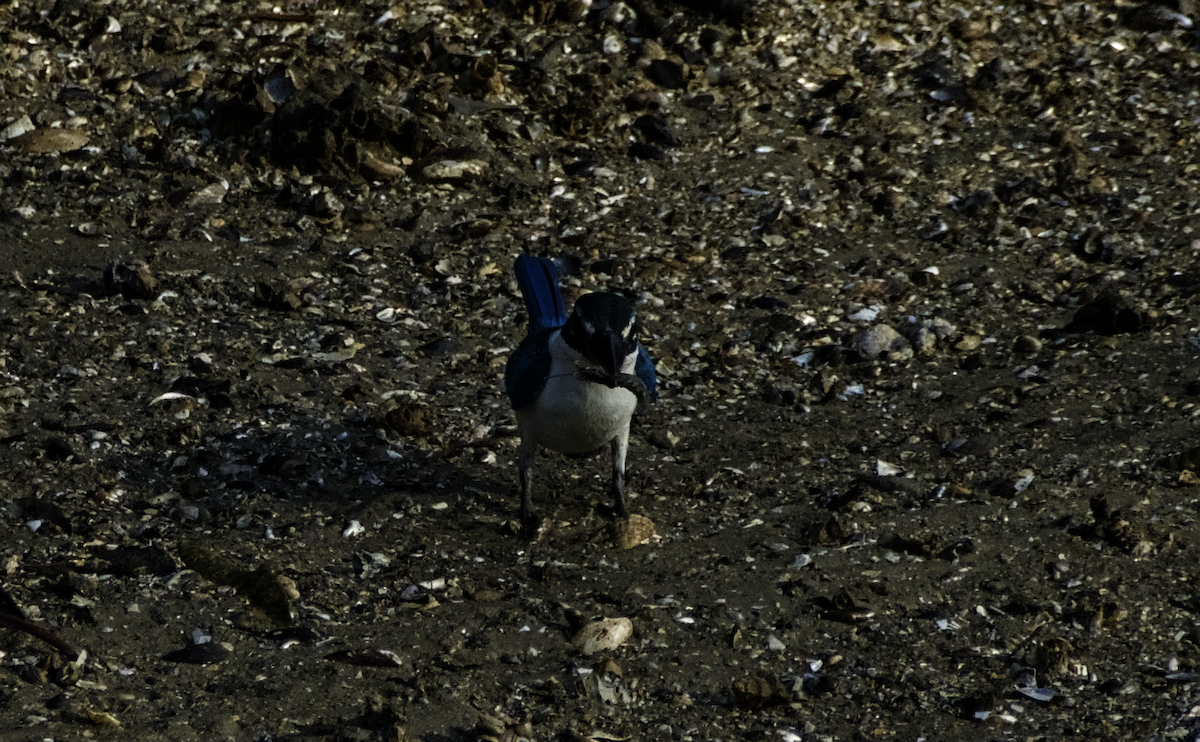 Collared Kingfisher - ML655390277