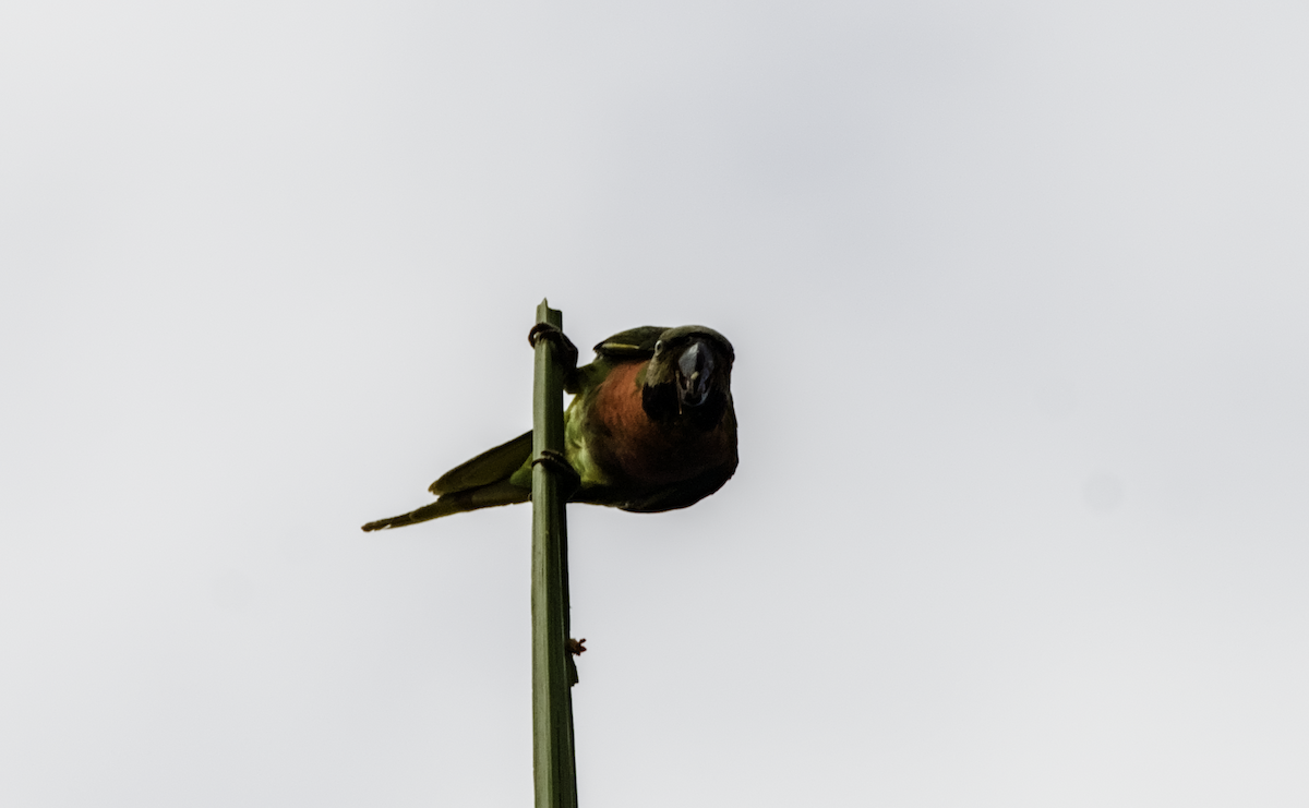 Red-breasted Parakeet - ML655390289