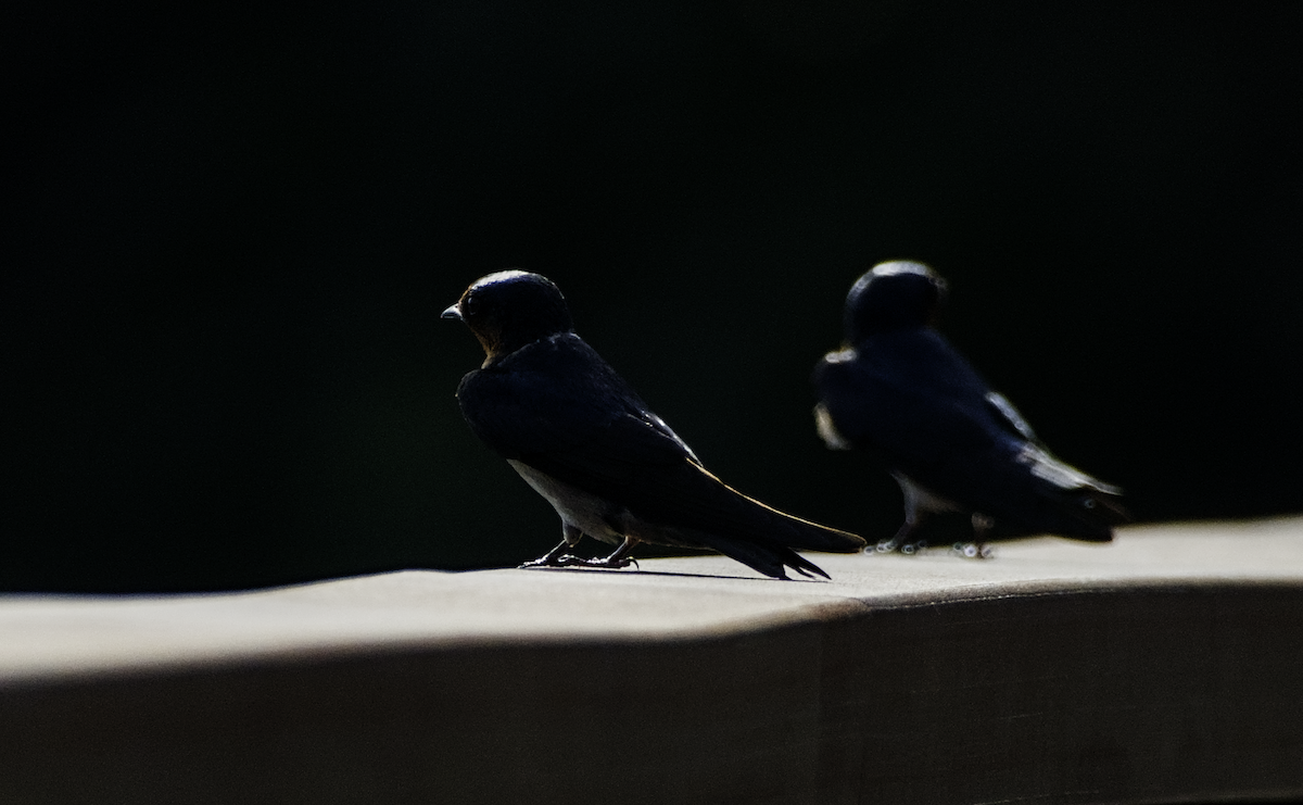 Pacific Swallow - ML655390292