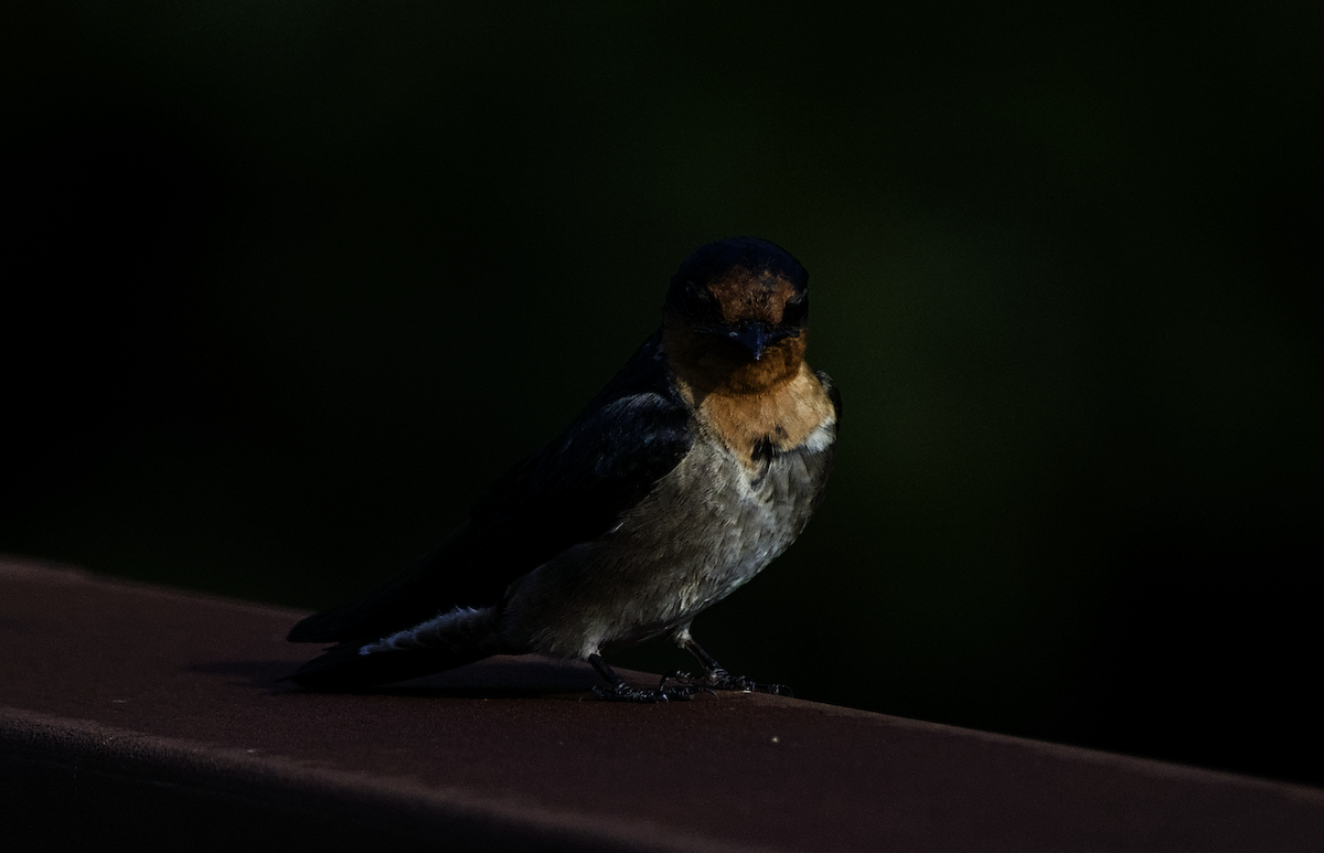 Pacific Swallow - ML655390293