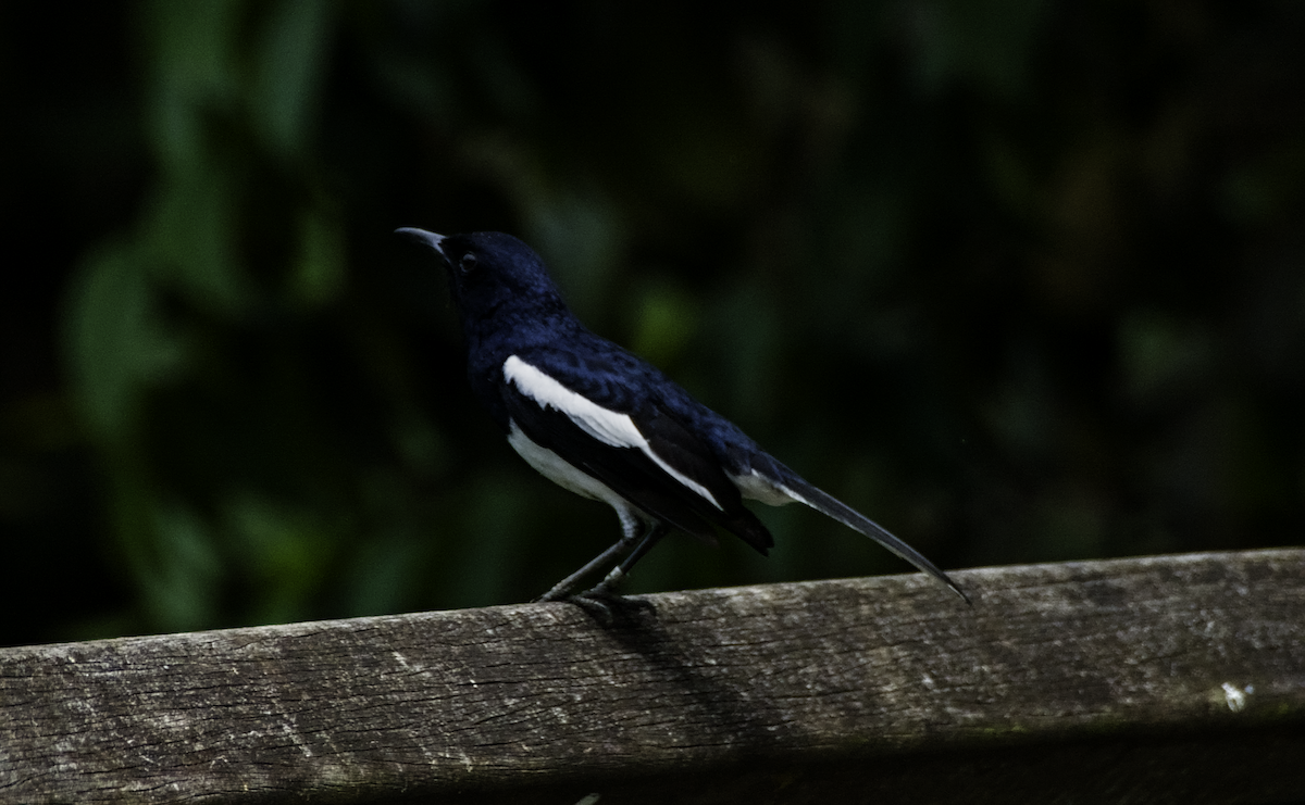 Oriental Magpie-Robin - ML655390297