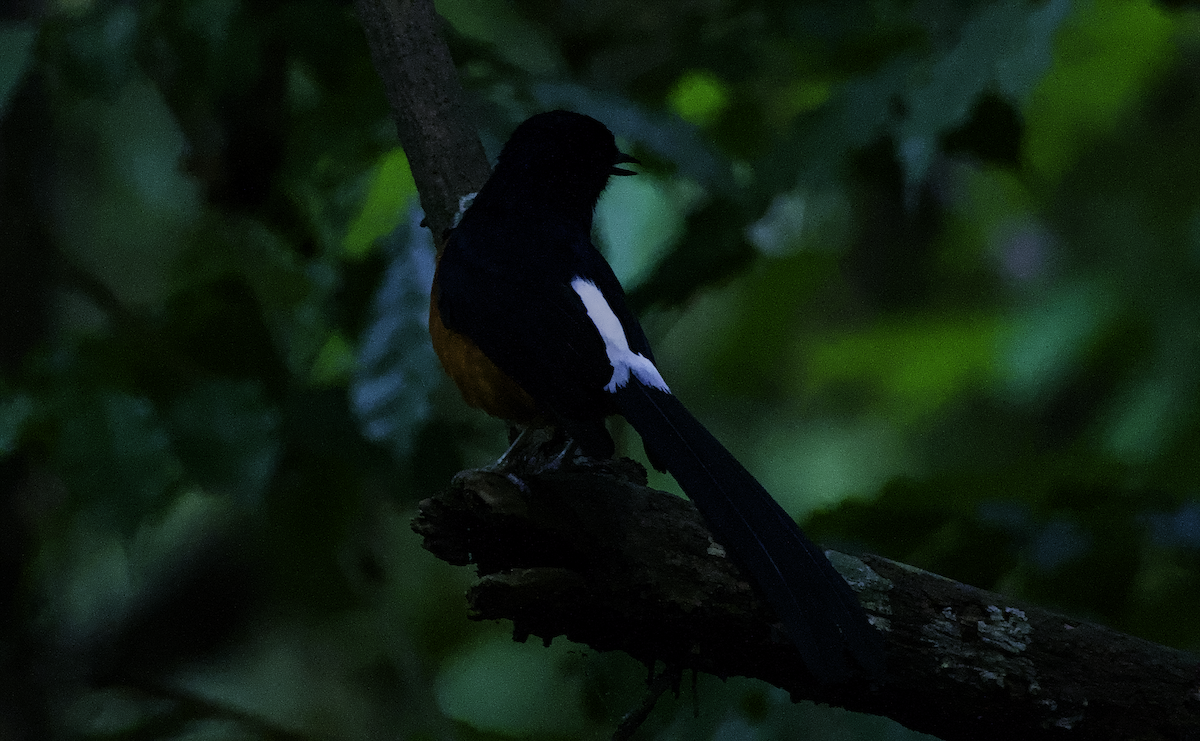 White-rumped Shama - ML655390302