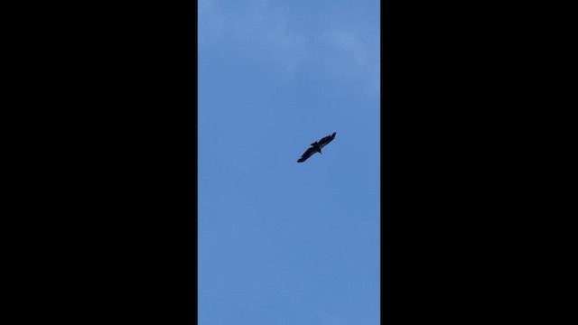 California Condor - ML655390385