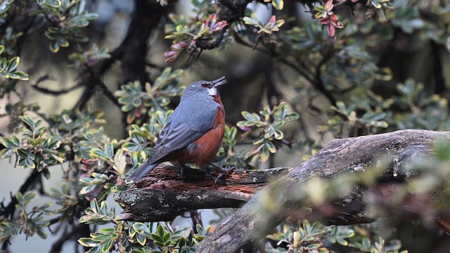 Giant Conebill - ML655390525