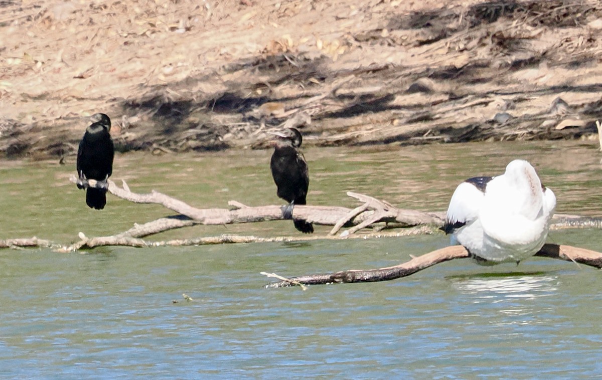 Little Black Cormorant - ML655390963