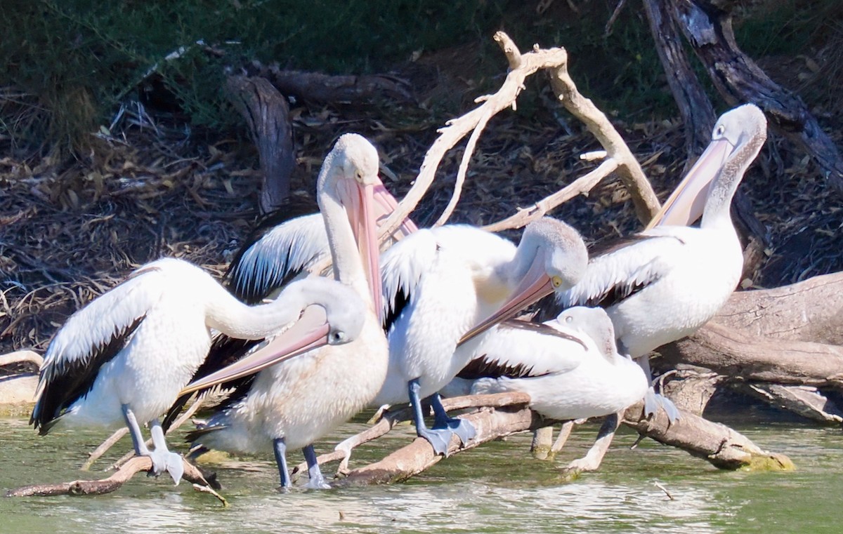 Australian Pelican - ML655390965