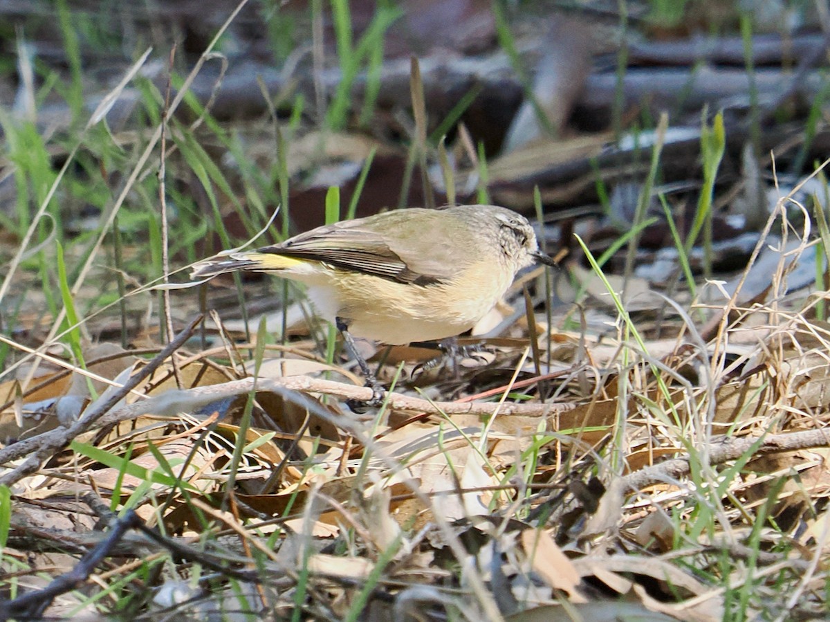 Yellow-rumped Thornbill - ML655390976