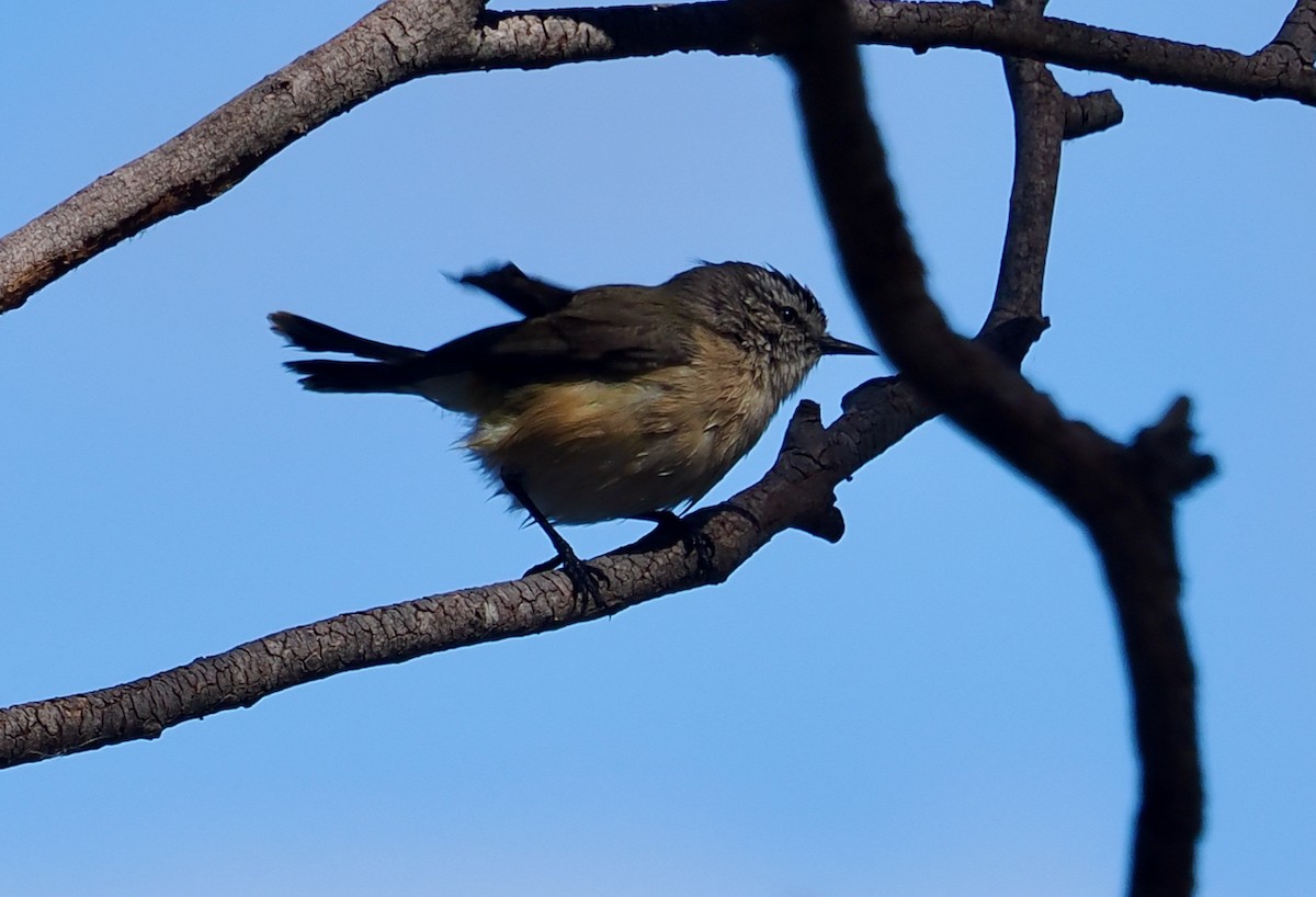 Yellow-rumped Thornbill - ML655390977