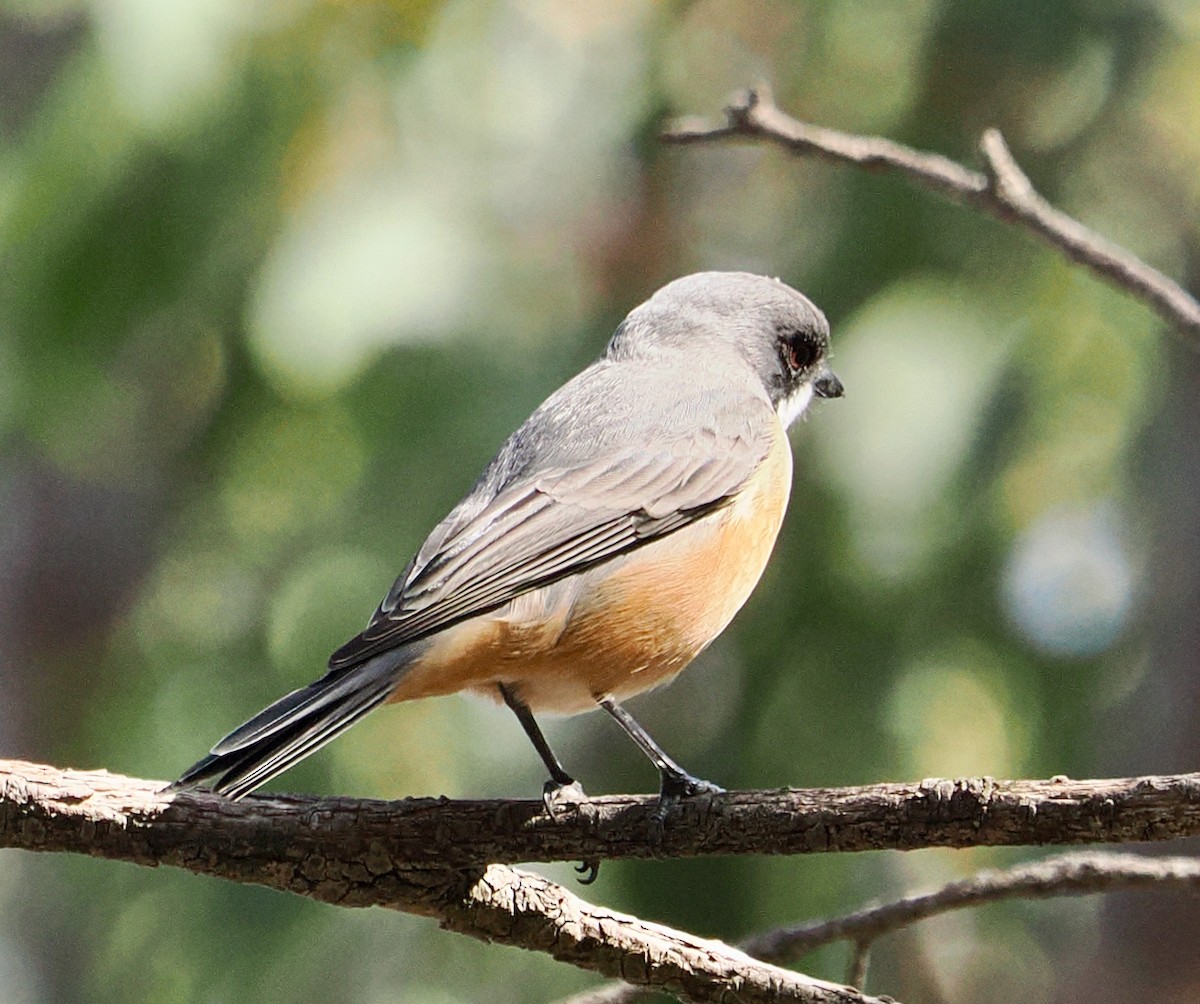 Rufous Whistler - ML655390983