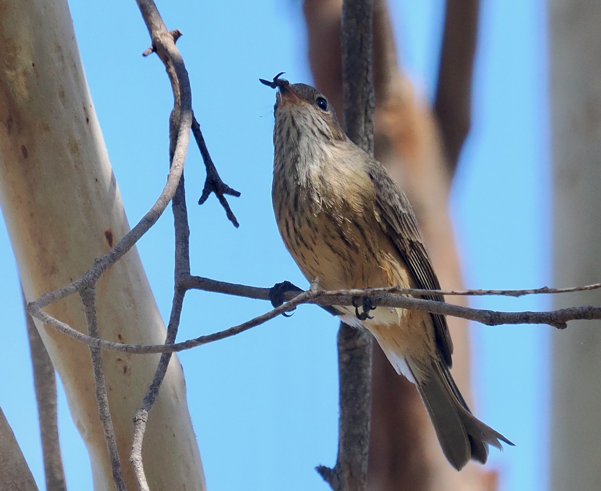 Rufous Whistler - ML655390984