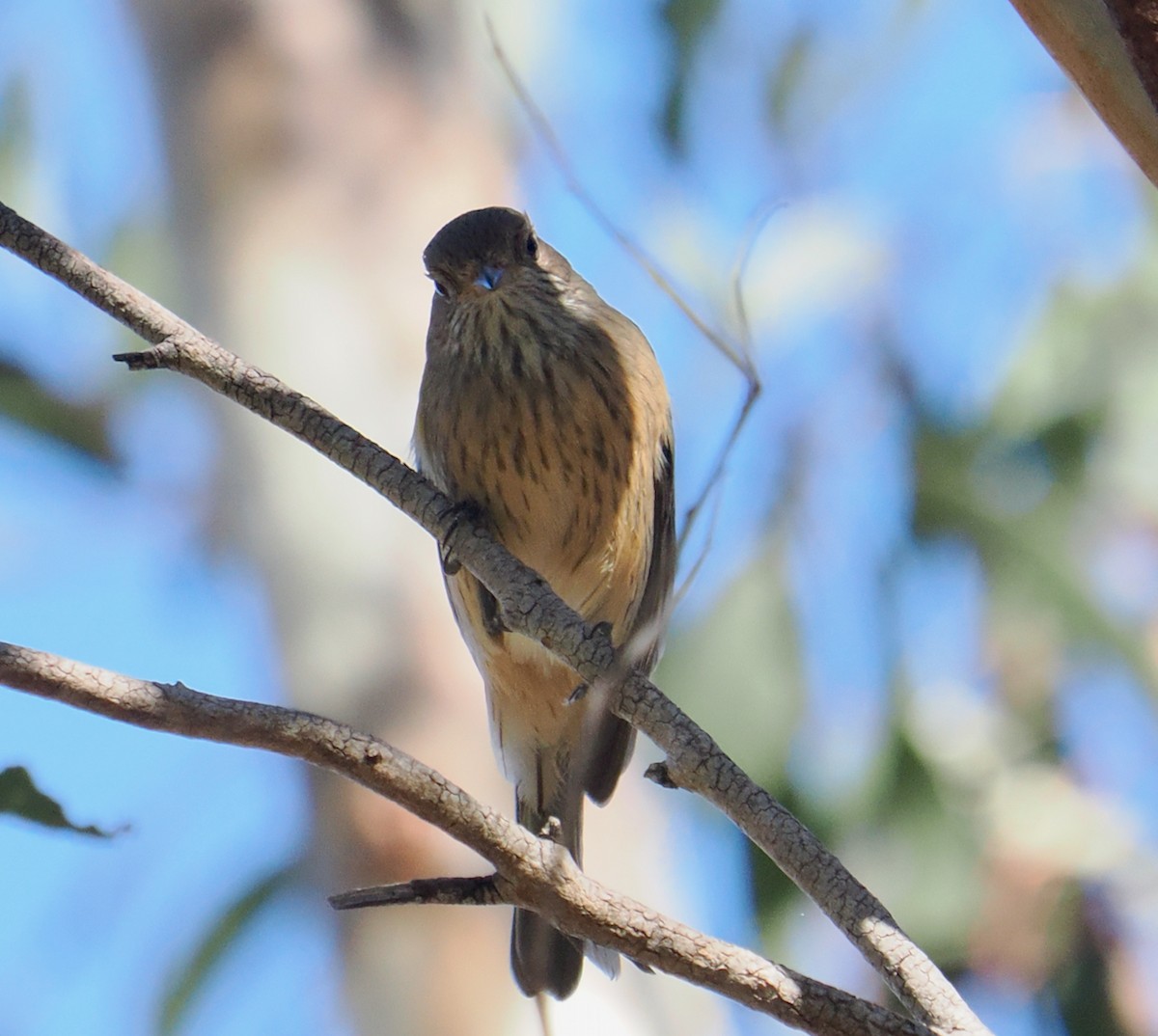 Rufous Whistler - ML655390985