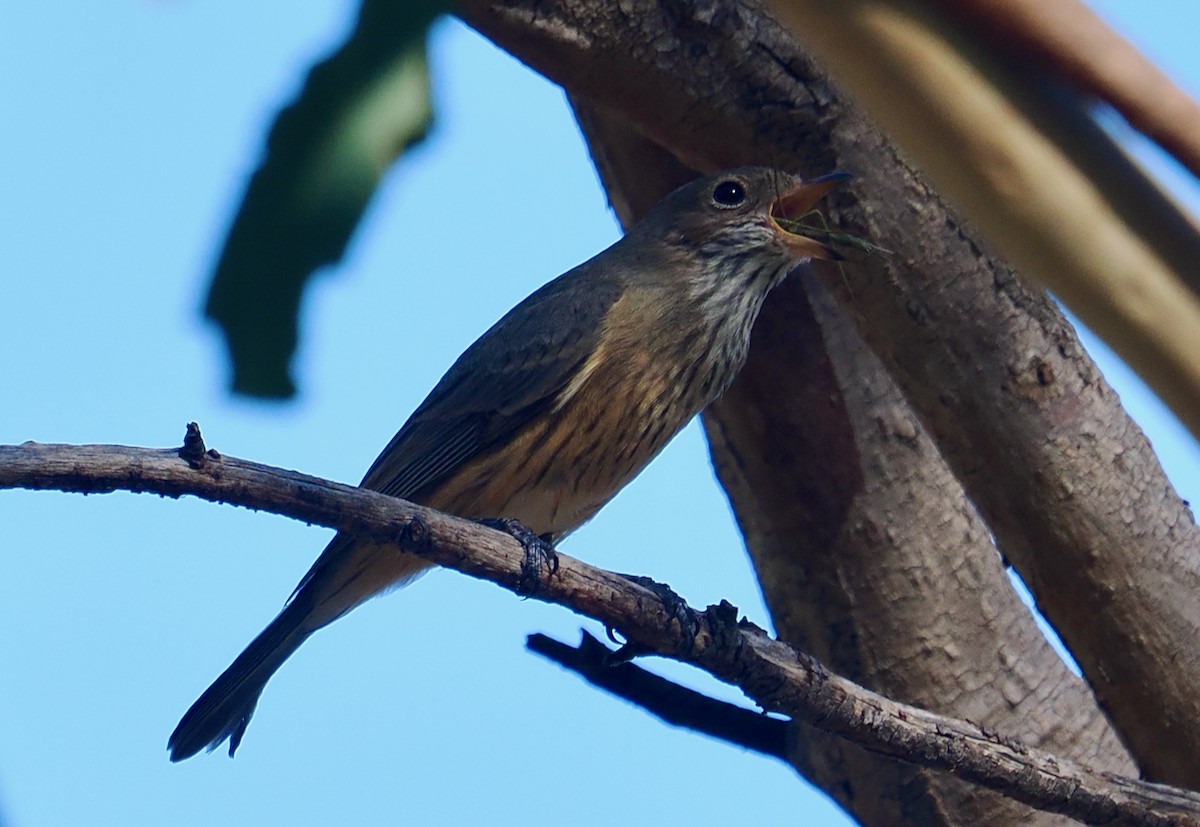 Rufous Whistler - ML655390986