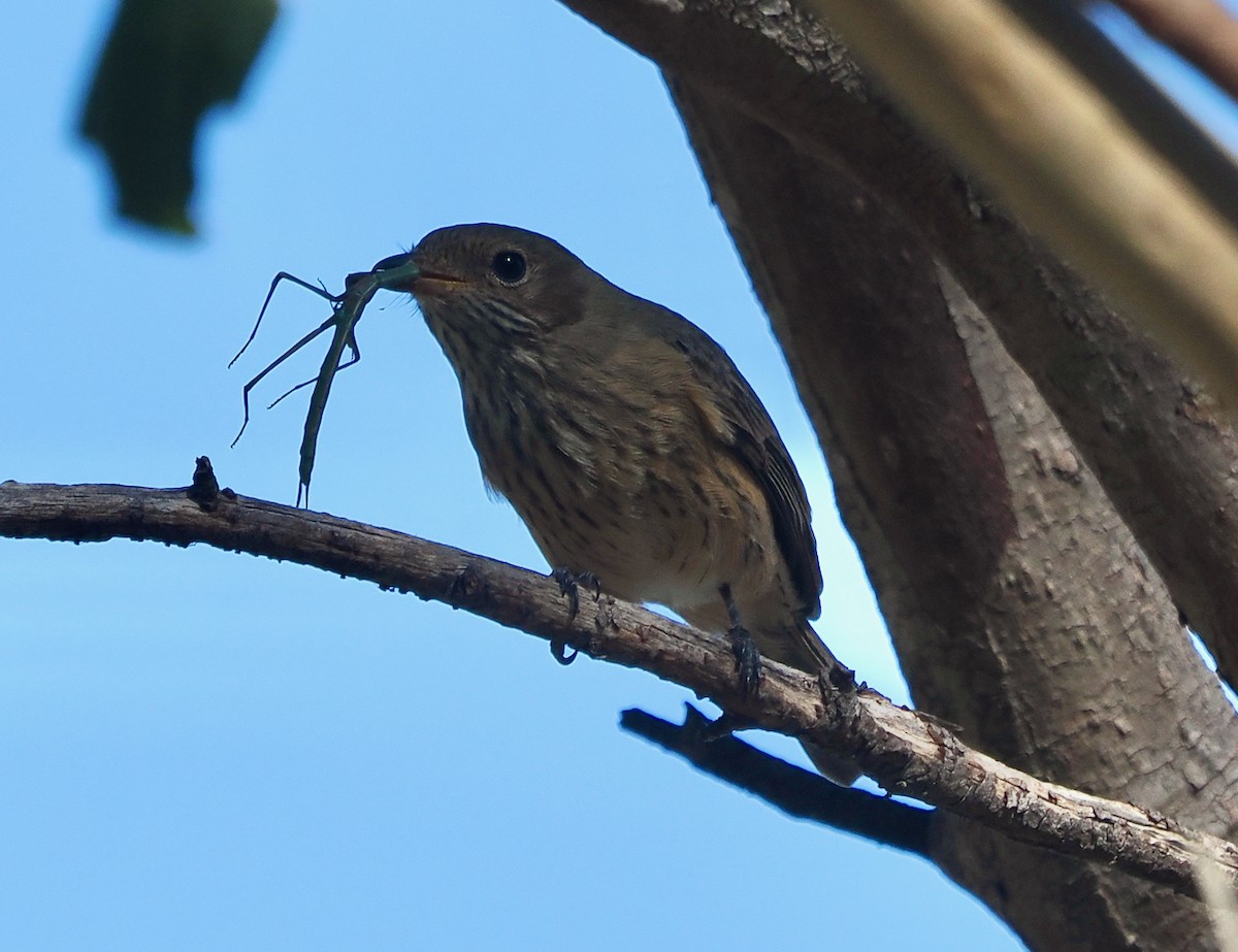 Rufous Whistler - ML655390987