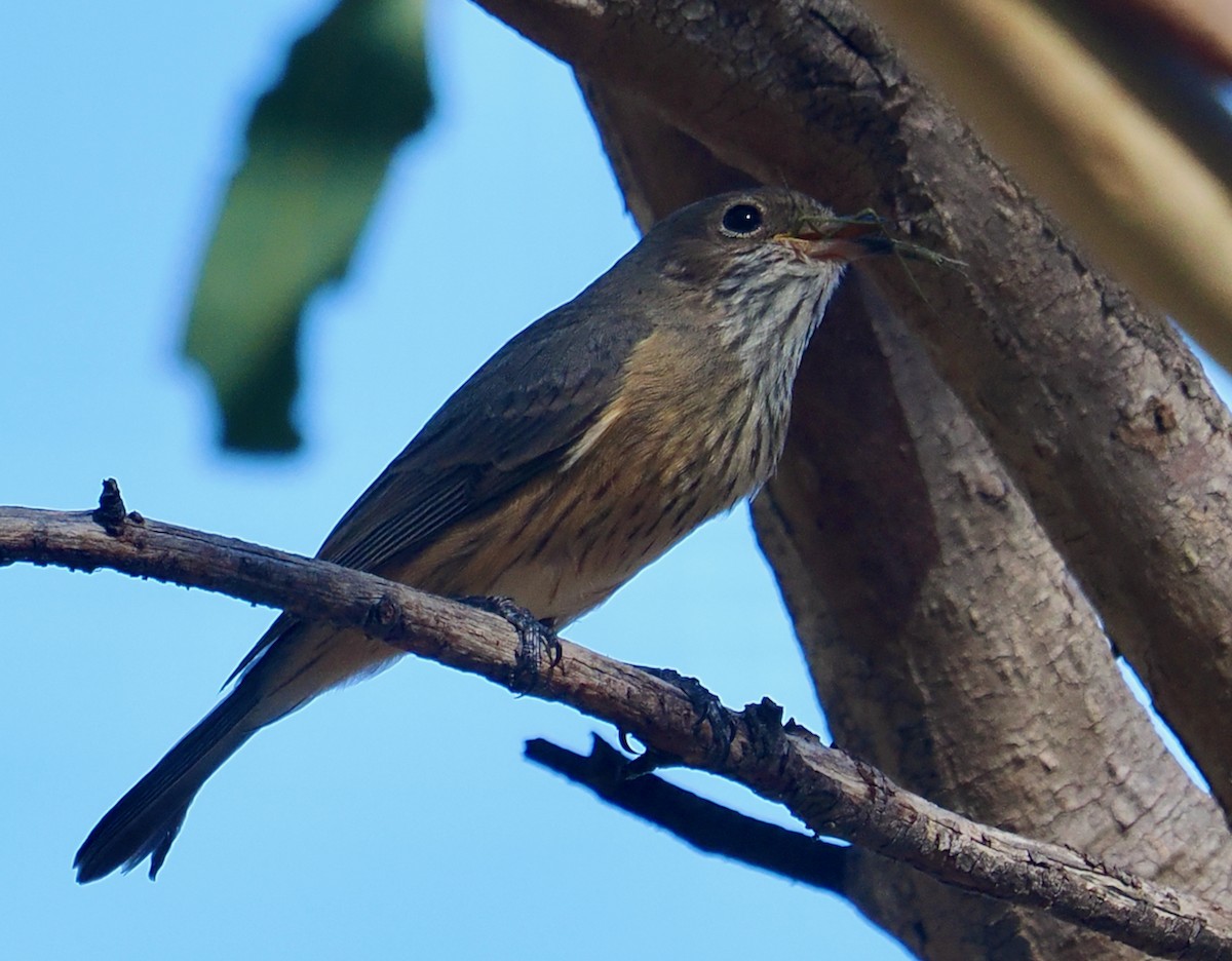 Rufous Whistler - ML655390988