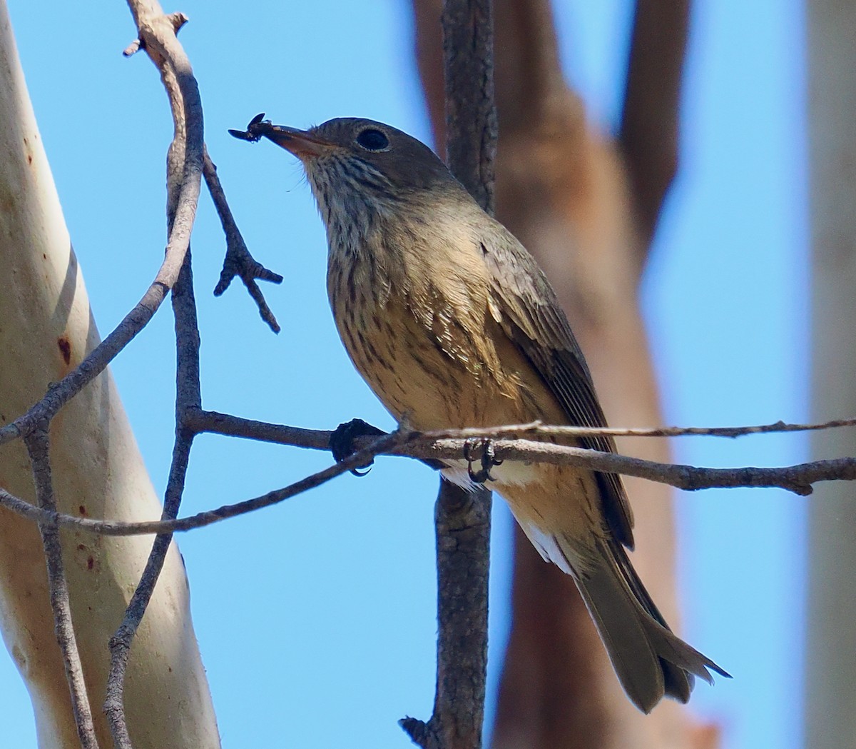 Rufous Whistler - ML655390989