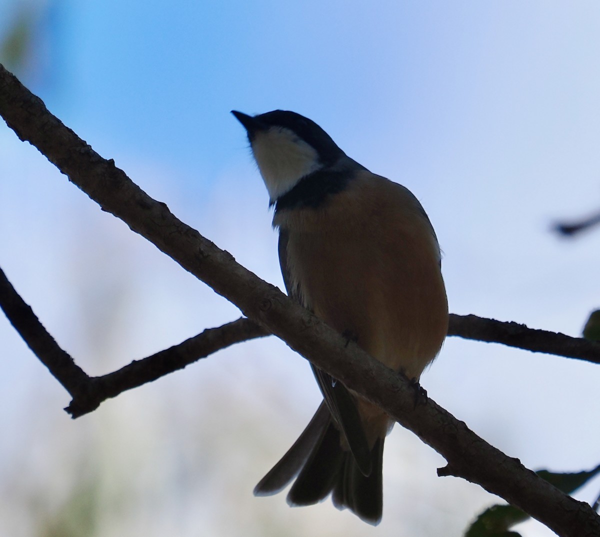 Rufous Whistler - ML655390990