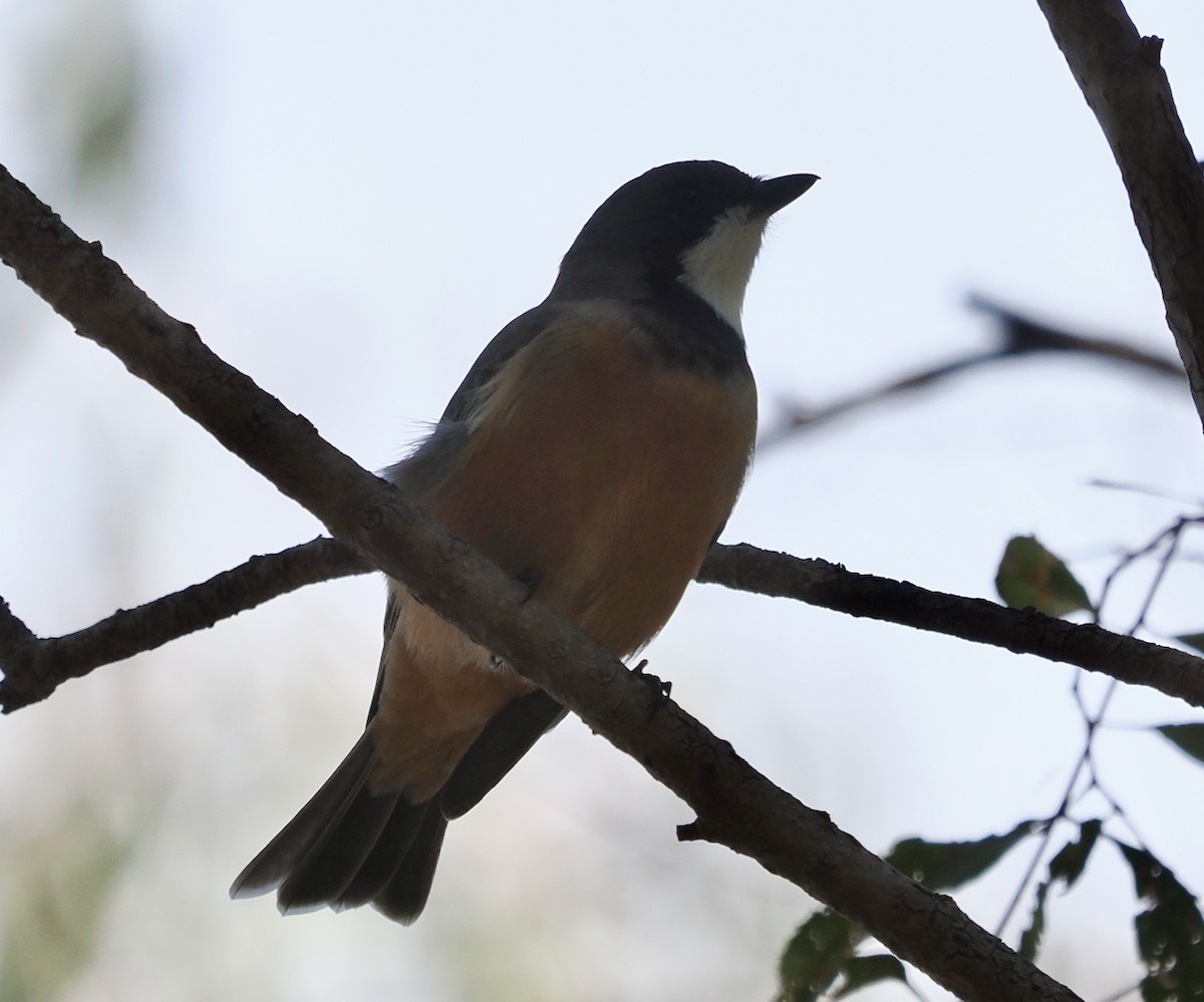 Rufous Whistler - ML655390991