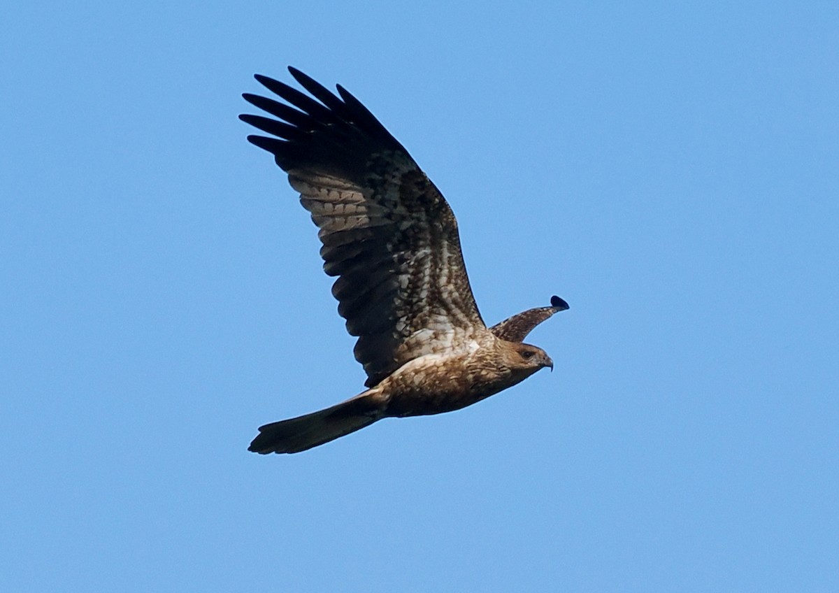 Whistling Kite - ML655391004