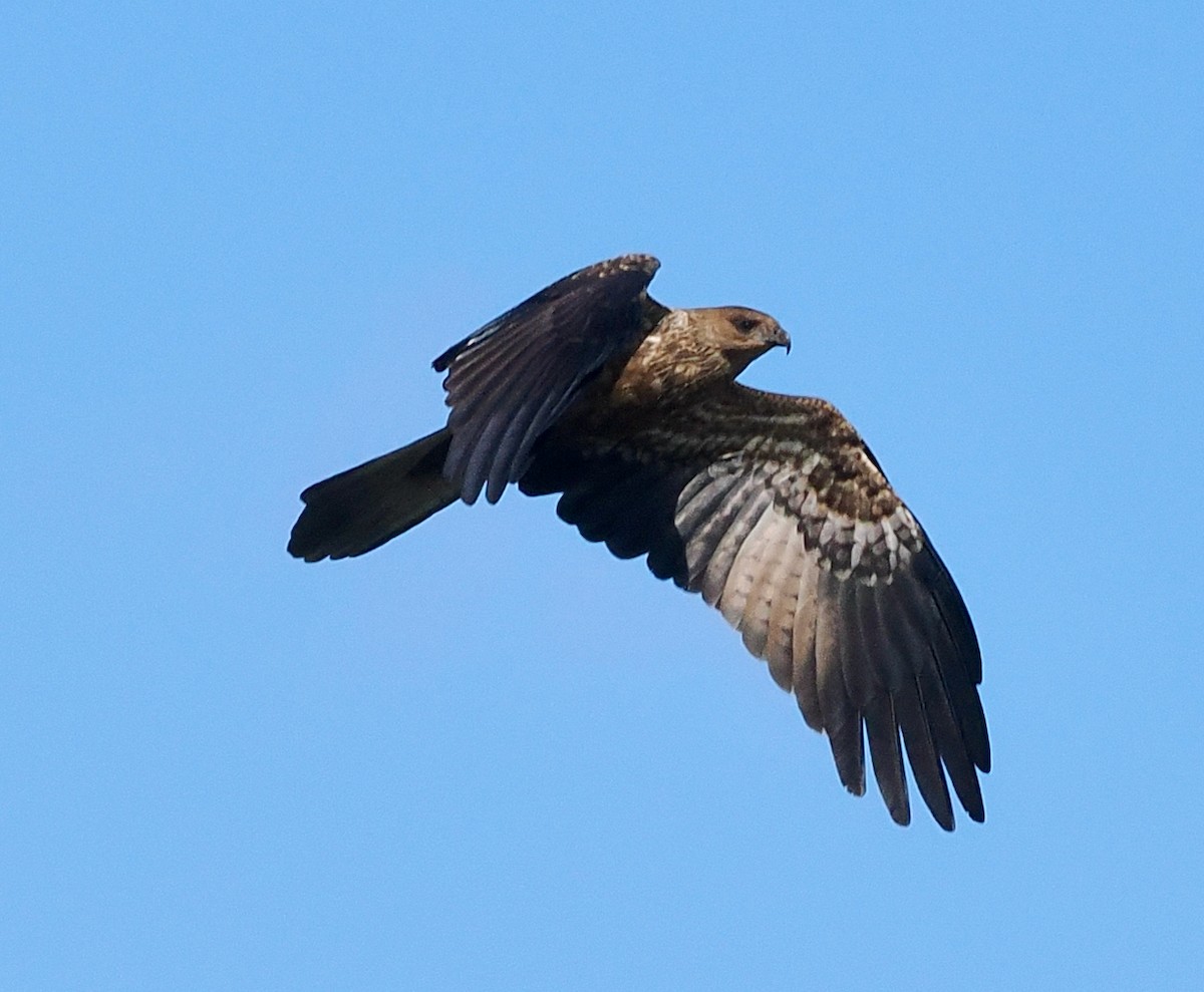Whistling Kite - ML655391005