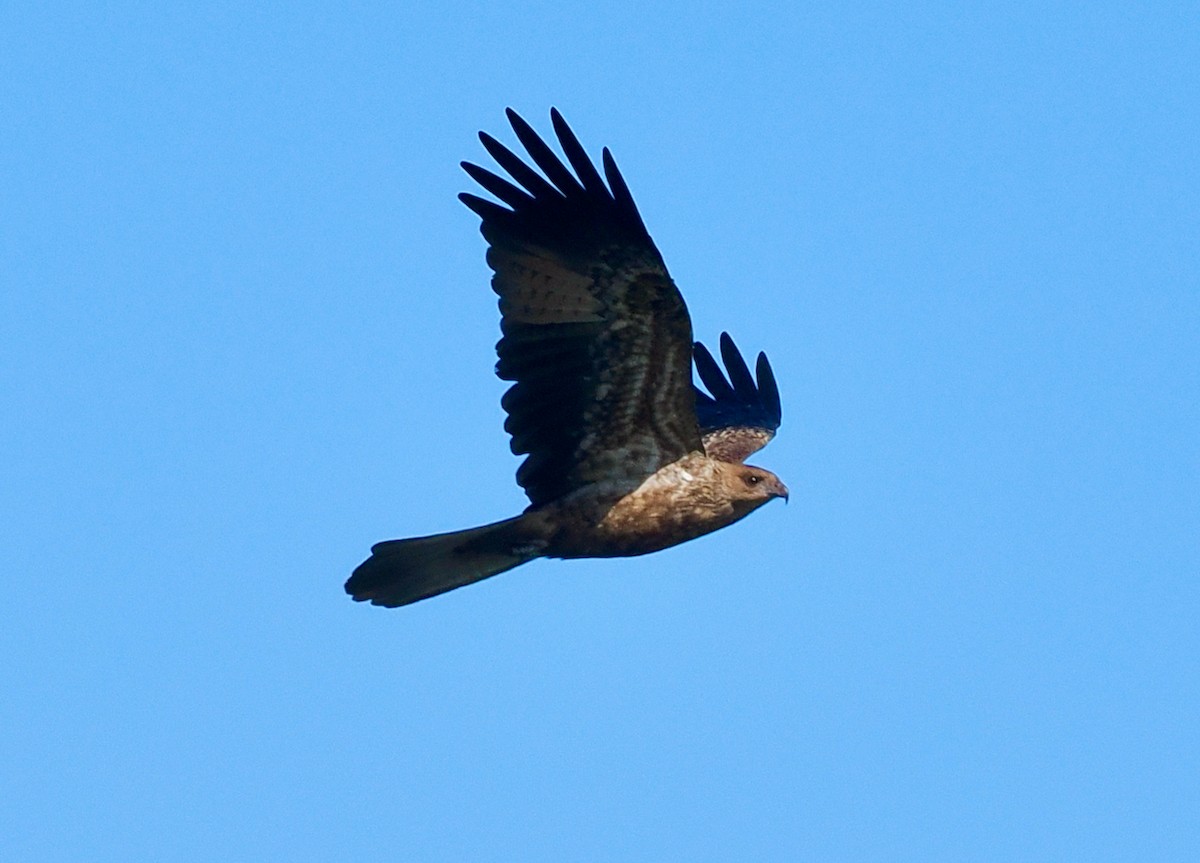 Whistling Kite - ML655391006