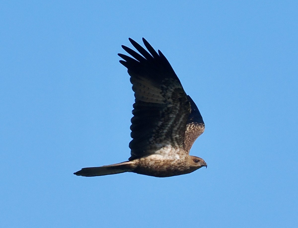 Whistling Kite - ML655391007