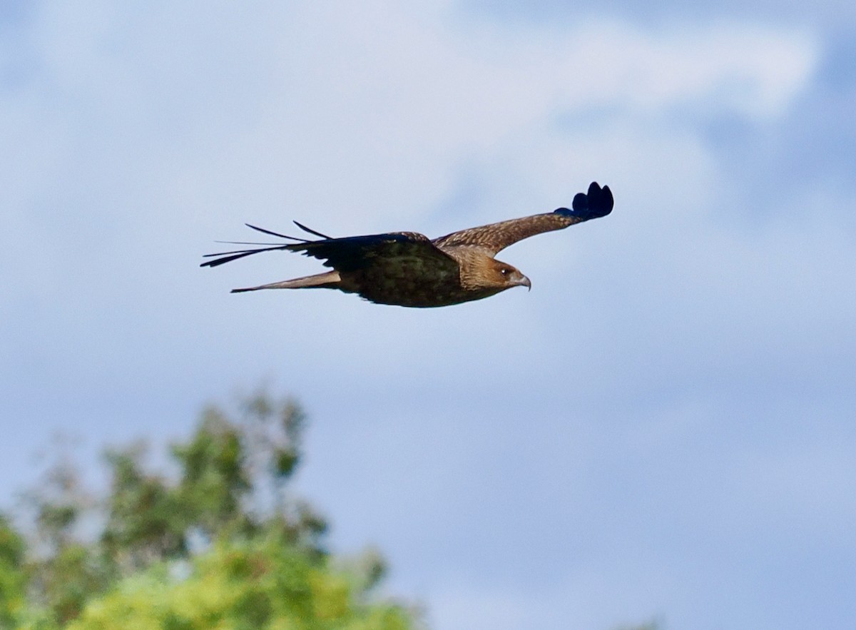 Whistling Kite - ML655391026