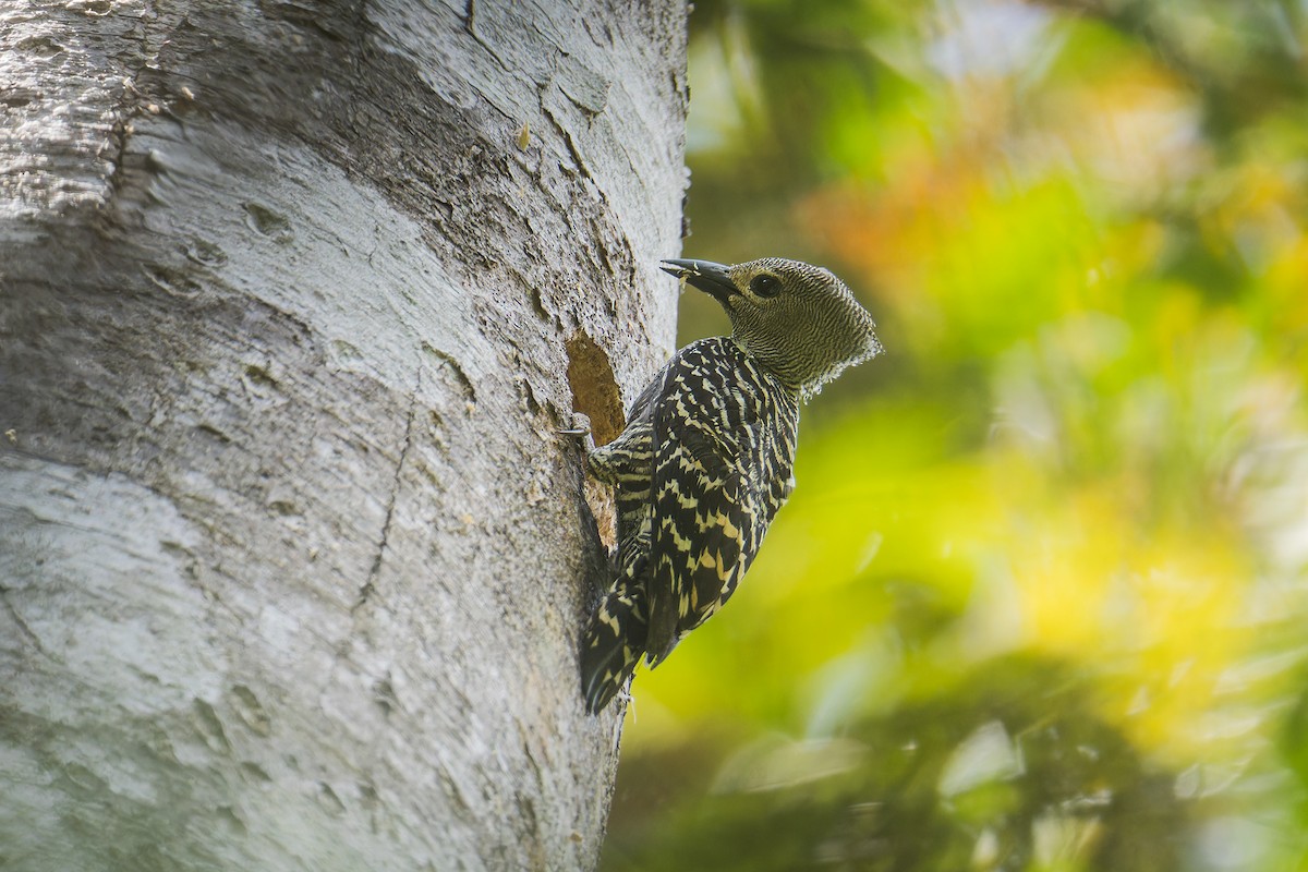 Buff-rumped Woodpecker - ML655391204
