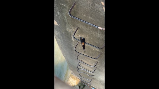 Eastern Red-rumped Swallow (Striated) - ML655391255