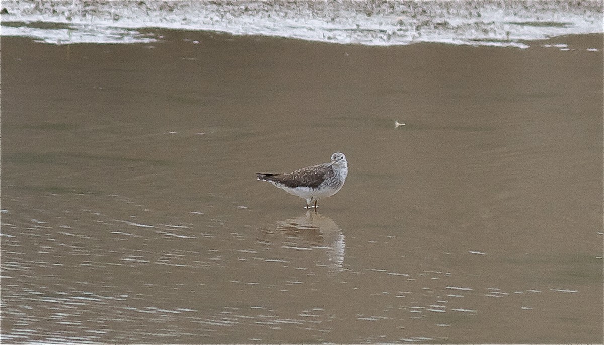 Solitary Sandpiper - ML65539131