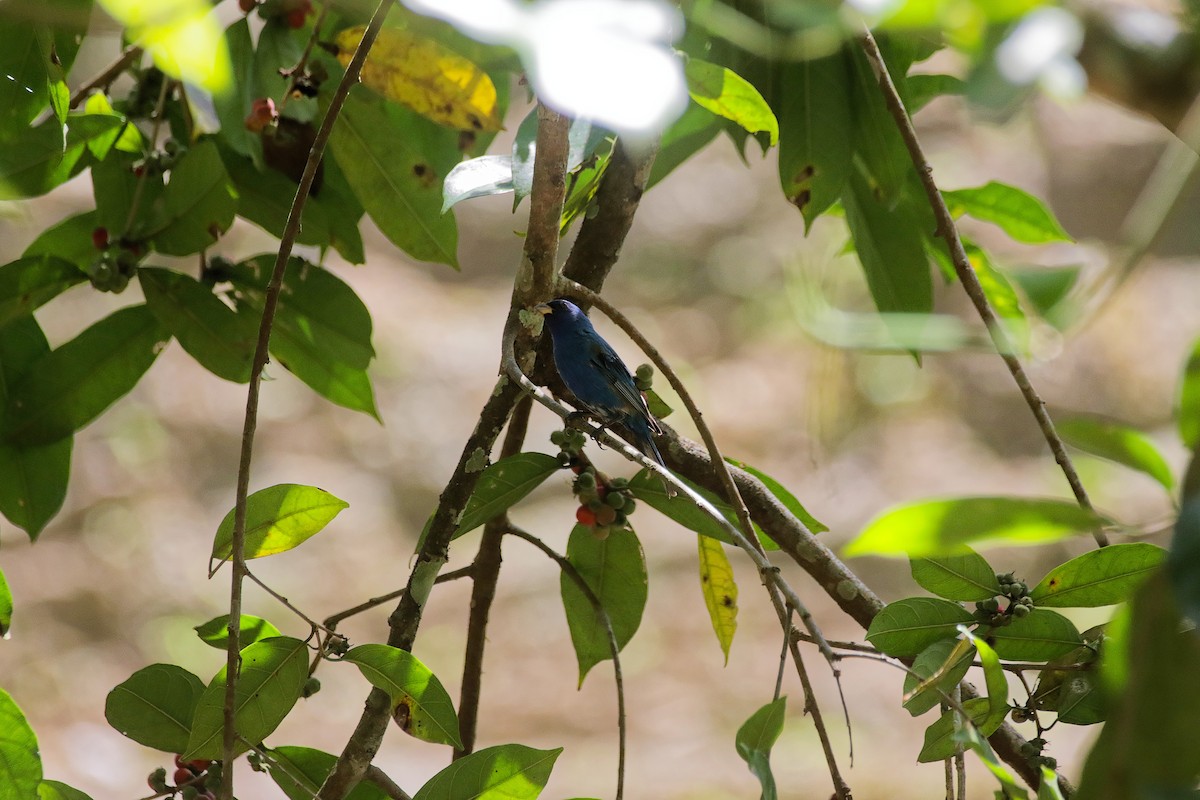 Indigo Bunting - ML655391322